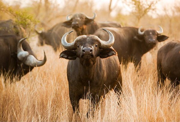 7 Days Kenya Safari – Northern to Southern Adventure