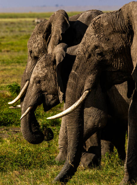 Amboseli National Park