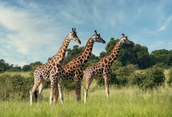 5 Days Kenya Classic Safari