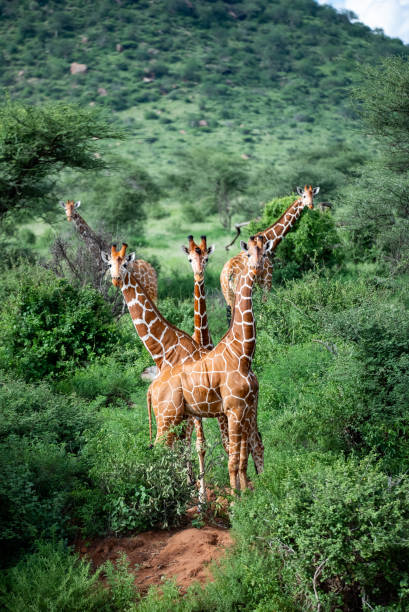 Samburu National Reserve