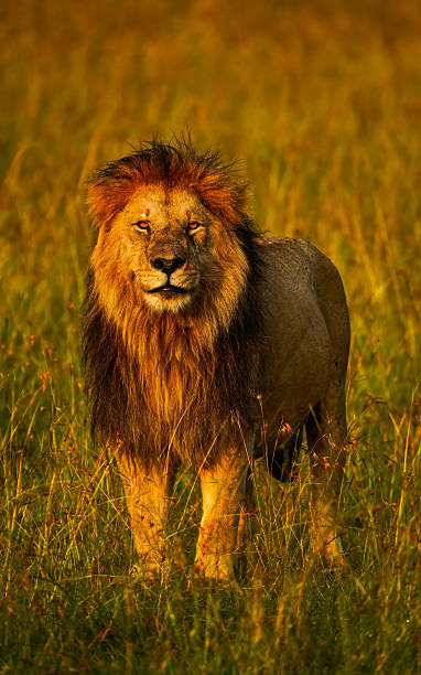 Maasai Mara National Reserve