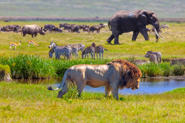 pic Rhino, Springboks, zebra, Elephant and lion in Serengeti National Park, Tanzania.